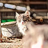 Améthyste participe au concours pour gagner de l'argent avec cette photo : animal, blurred_background, cage, cat, closeup, daylight, depth_of_field, feline, fluffy_fur, focus, gray_cat, nature, nose, outdoor, pet, rusty_metal, sitting, sunlight, whiskers, white_cat