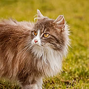 Améthyste participe au concours pour gagner de l'argent avec cette photo : alert, animal, cat, cute, domestic_animal, ears, feline, fluffy, golden_eyes, grass, long_hair, mammal, nature, nose, outdoor, pet, portrait, side_view, walking, whiskers