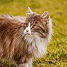 alert, animal, cat, cute, domestic_animal, ears, feline, fluffy, golden_eyes, grass, long_hair, mammal, nature, nose, outdoor, pet, portrait, side_view, walking, whiskers