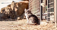 Améthyste participe au concours pour gagner de l'argent avec cette photo : animal, calm, cat, cute, daylight, fence, fur, gray_cat, ground, mammal, nature, outdoor, pet, portrait, rock, sitting, small_animal, sunlight, whiskers, white_fur
