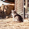 animal, calm, cat, cute, daylight, fence, fur, gray_cat, ground, mammal, nature, outdoor, pet, portrait, rock, sitting, small_animal, sunlight, whiskers, white_fur