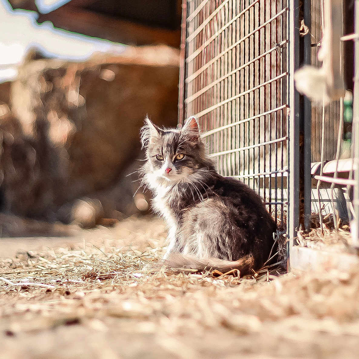 Améthyste participe au concours pour gagner de l'argent avec cette photo : animal, calm, cat, cute, daylight, fence, fur, gray_cat, ground, mammal, nature, outdoor, pet, portrait, rock, sitting, small_animal, sunlight, whiskers, white_fur