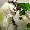 cat, fluffy, tongue, scratching_post, green, plant, indoor, pet, fur, whiskers, cute, closeup, looking_up, playful, animal, domestic, feline, background, soft, curious