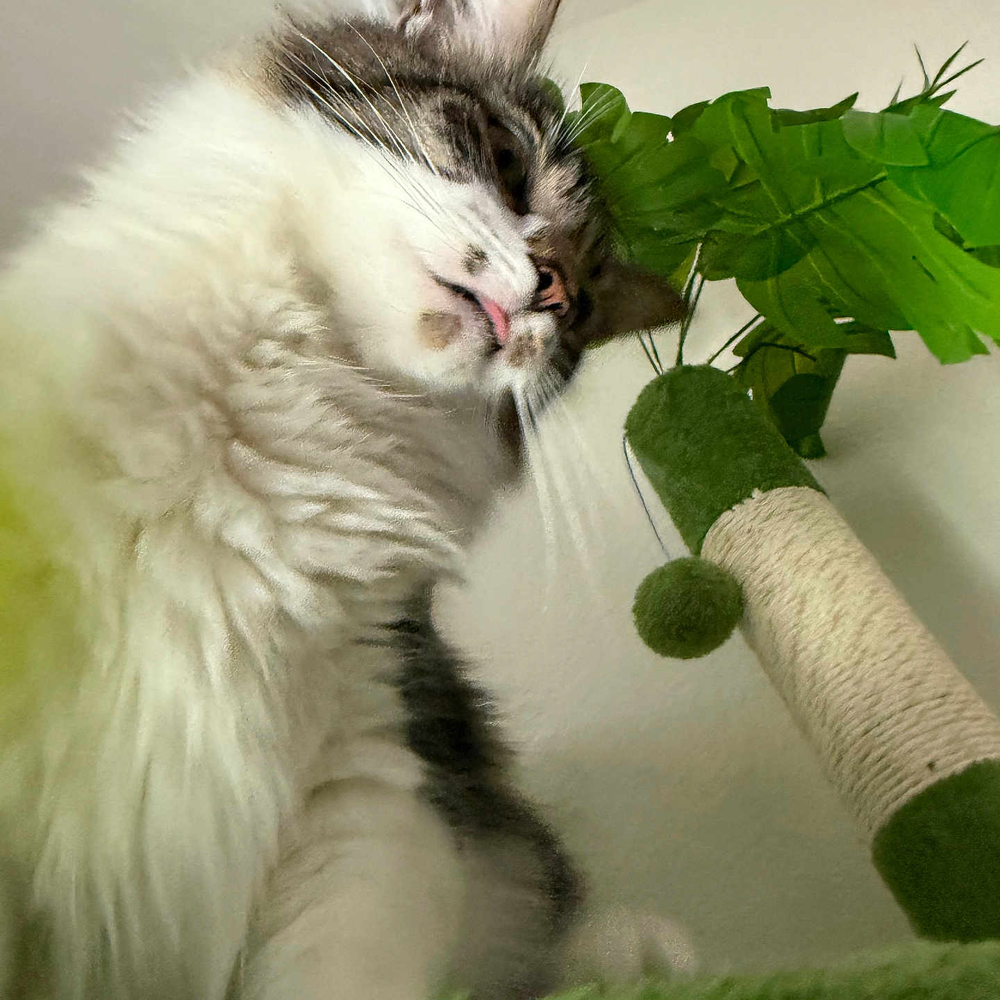 Little Owl joined the competition — help win amazing prizes! cat, fluffy, tongue, scratching_post, green, plant, indoor, pet, fur, whiskers, cute, closeup, looking_up, playful, animal, domestic, feline, background, soft, curious