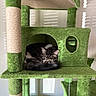 Little Owl is registered to the contest to win money with this photo: cat, tabby_cat, cat_tree, green, carpeted, indoor, pet, feline, resting, curled_up, sunlight, shadow, window_blinds, cozy, animal, paw, tail, fur, houseplant, relaxed