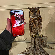 Little Owl joined the competition — help win amazing prizes! animal_taxidermy, bird, cat, display_case, feathers, fur, great_horned_owl, hand, indoor, mounted_animal, museum, owl, phone, photography, predator, screen, text, time_display, tree_stump, wildlife