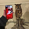 animal_taxidermy, bird, cat, display_case, feathers, fur, great_horned_owl, hand, indoor, mounted_animal, museum, owl, phone, photography, predator, screen, text, time_display, tree_stump, wildlife