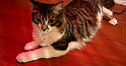 Little Owl is registered to the contest to win money with this photo: cat, tabby, white_paws, floor, wooden_floor, indoor, pet, feline, animal, laying_down, curious_eyes, whiskers, ears, tail, fur, close_up, domestic_cat, cozy, warm_lighting, red_tint