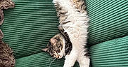 Little Owl joined the competition — help win amazing prizes! cat, couch, cozy, cute, domestic_animal, feline, fluffy, fur, green_couch, indoor, lounging, paws, pet, relaxation, resting, sleeping, stretching, striped, tabby, whiskers