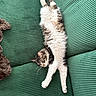 Little Owl joined the competition — help win amazing prizes! cat, feline, pet, lounging, stretching, fluffy, fur, green_couch, couch, indoor, relaxation, sleeping, cozy, whiskers, paws, tabby, striped, cute, domestic_animal, resting