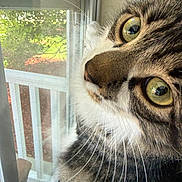 Little Owl is registered to the contest to win money with this photo: cat, tabby_cat, close_up, window, green_eyes, whiskers, curious, indoor, daylight, reflection, porch, railing, fur, pet, animal, looking_out, nature, screen, houseplant, soft_light