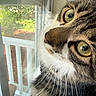 cat, tabby_cat, close_up, window, green_eyes, whiskers, curious, indoor, daylight, reflection, porch, railing, fur, pet, animal, looking_out, nature, screen, houseplant, soft_light