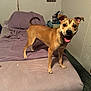 bed, bedding, blanket, canine, carpet, dog, domestic, door, fur, furniture, happy, indoor, leash, mammal, pet, pillow, room, smiling, standing, tail
