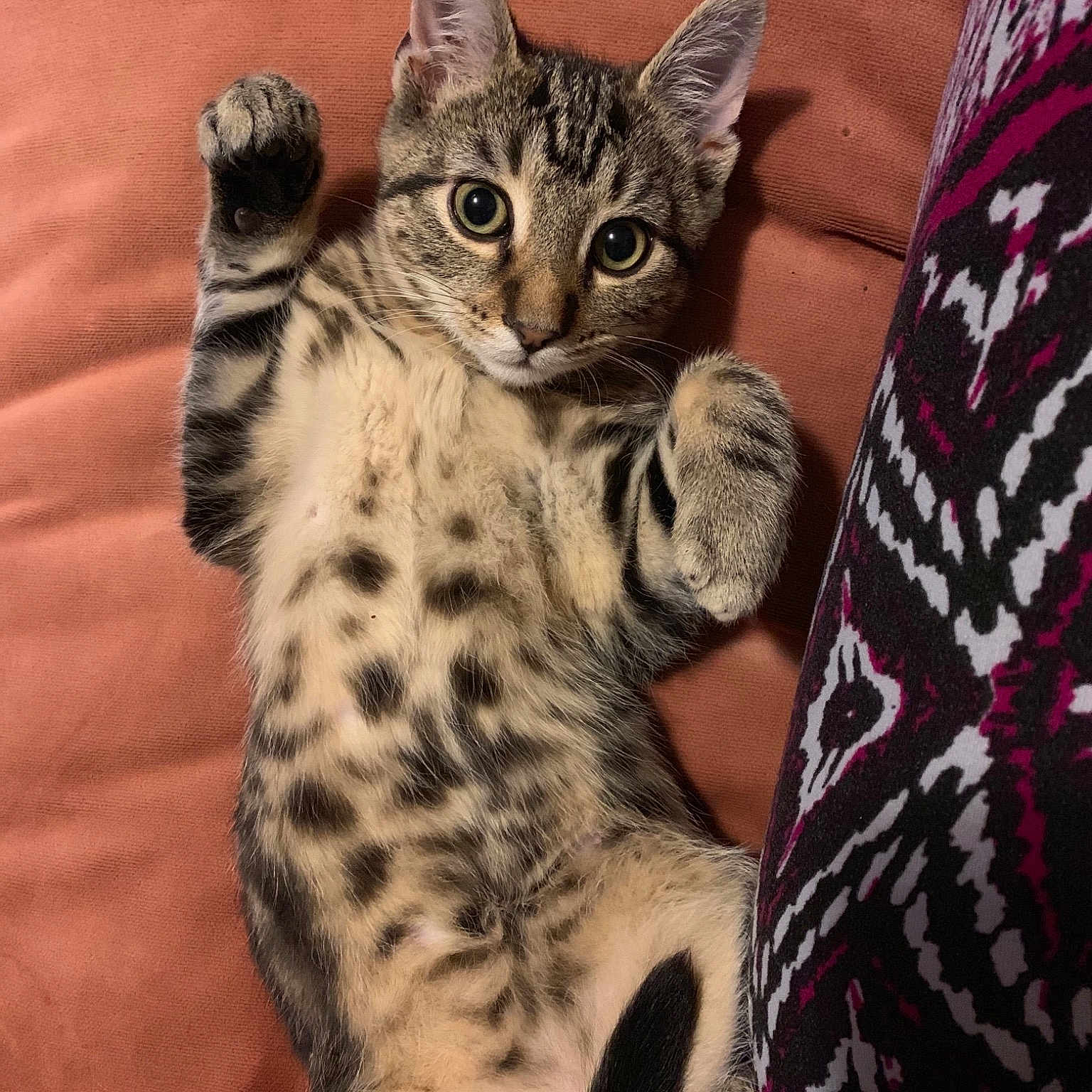 Pepper is registered to the contest to win money with this photo: american_shorthair, asian, australian_mist, california_spangled, carnivore, cat, domestic_short_haired_cat, dragon_li, egyptian_mau, european_shorthair, felidae, kitten, mammal, ocicat, savannah, small_to_medium_sized_cats, snout, tabby_cat, vertebrate, whiskers