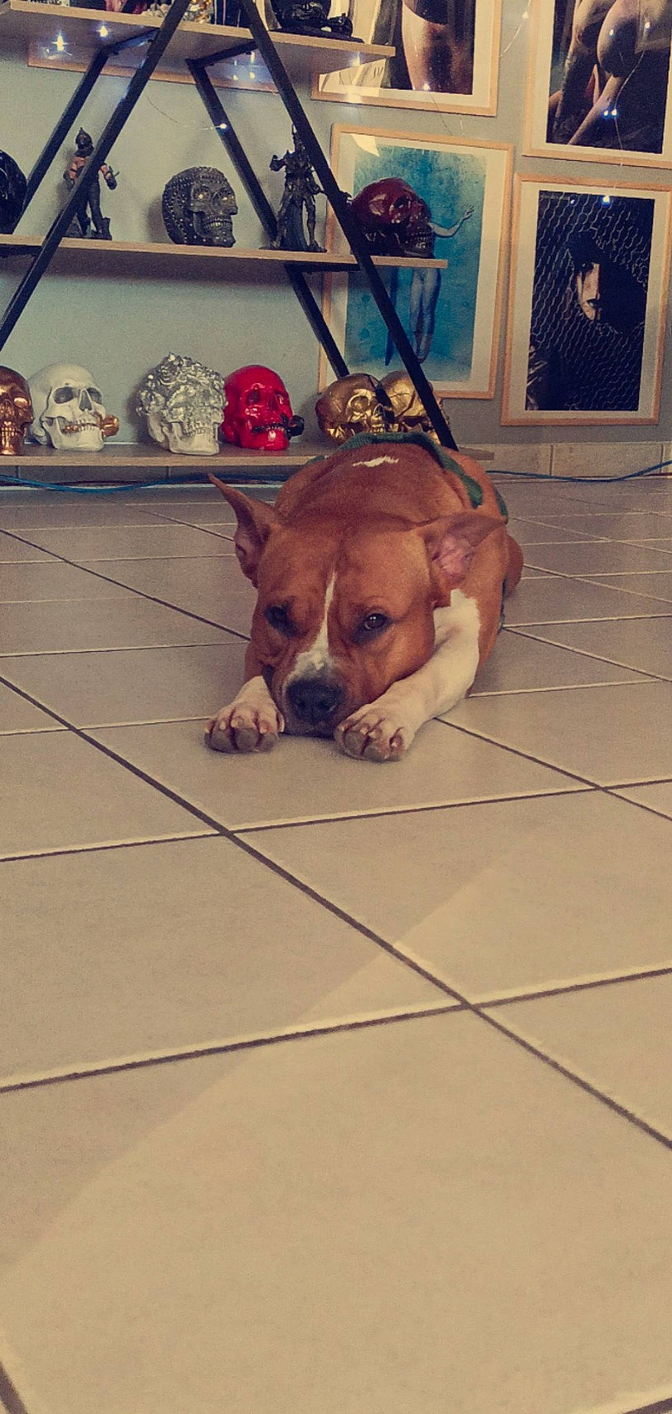 Nalia participe au concours pour gagner de l'argent avec cette photo : canidae, carnivore, companion_dog, dog, dog_breed, fawn, floor, flooring, foot, fur, hardwood, human_leg, laminate_flooring, paw, room, snout, sporting_group, tail, thigh, wood