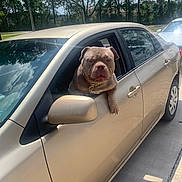 Finley joined the competition — help win amazing prizes! animal, brown_dog, bulldog, car, car_window, chain, collar, daylight, dog, driveway, funny, outdoor, parked_car, pet, portrait, residential, sitting, street, trees, vehicle