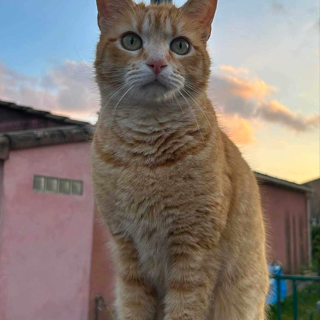 Rio participe au concours pour gagner de l'argent avec cette photo : abyssinian, angora, animal, cat, kitten, manx, pet, slate
