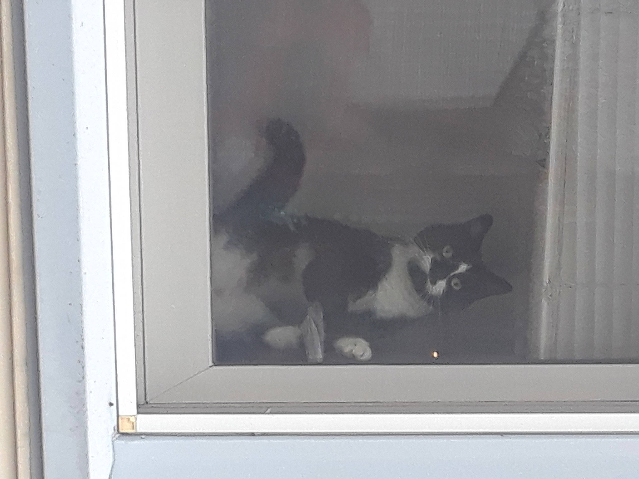 Squeakers joined the competition — help win amazing prizes! carnivore, cat, domestic_short_haired_cat, felidae, fixture, small_to_medium_sized_cats, snapshot, tail, whiskers