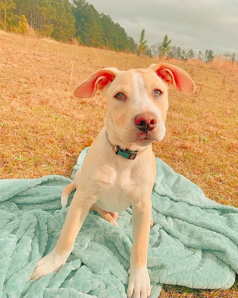 Chapo joined the competition — help win amazing prizes! adventure, canidae, carnivore, cloud, collar, companion_dog, dog, dog_breed, dog_collar, dog_supply, fawn, grass, grassland, landscape, pet_supply, sky, snout, tree, whiskers, working_animal