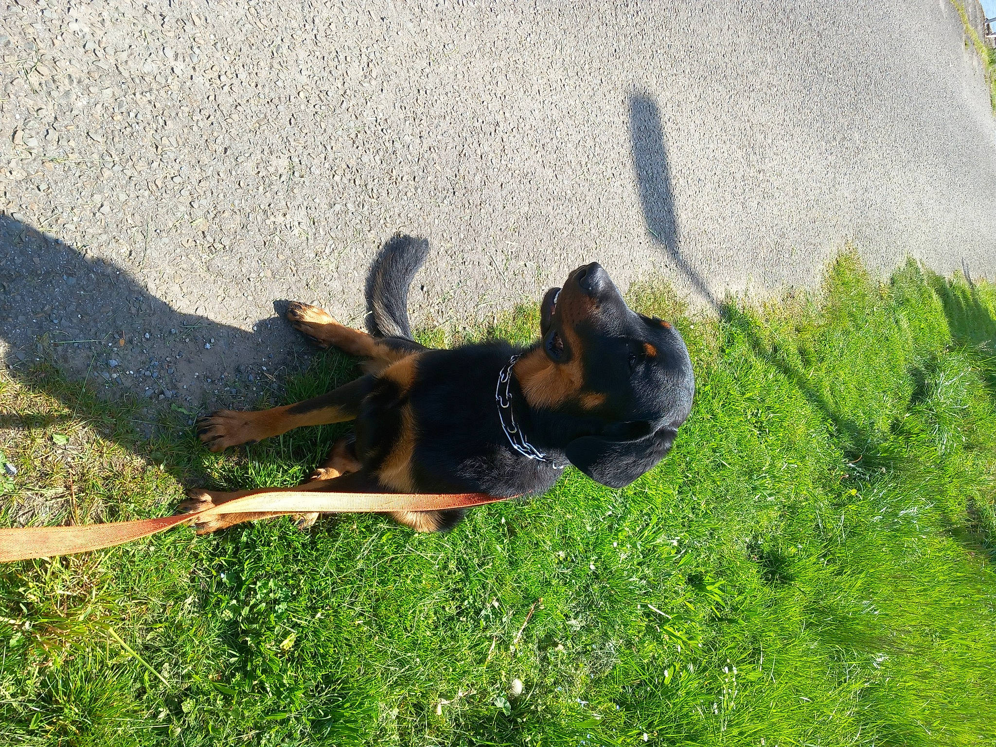 Vick participe au concours pour gagner de l'argent avec cette photo : canidae, carnivore, companion_dog, dog, dog_breed, fawn, grass, groundcover, guard_dog, lawn, pinscher, plant, shadow, shrub, sporting_group, tail, terrestrial_animal, toy_dog, working_animal, working_dog