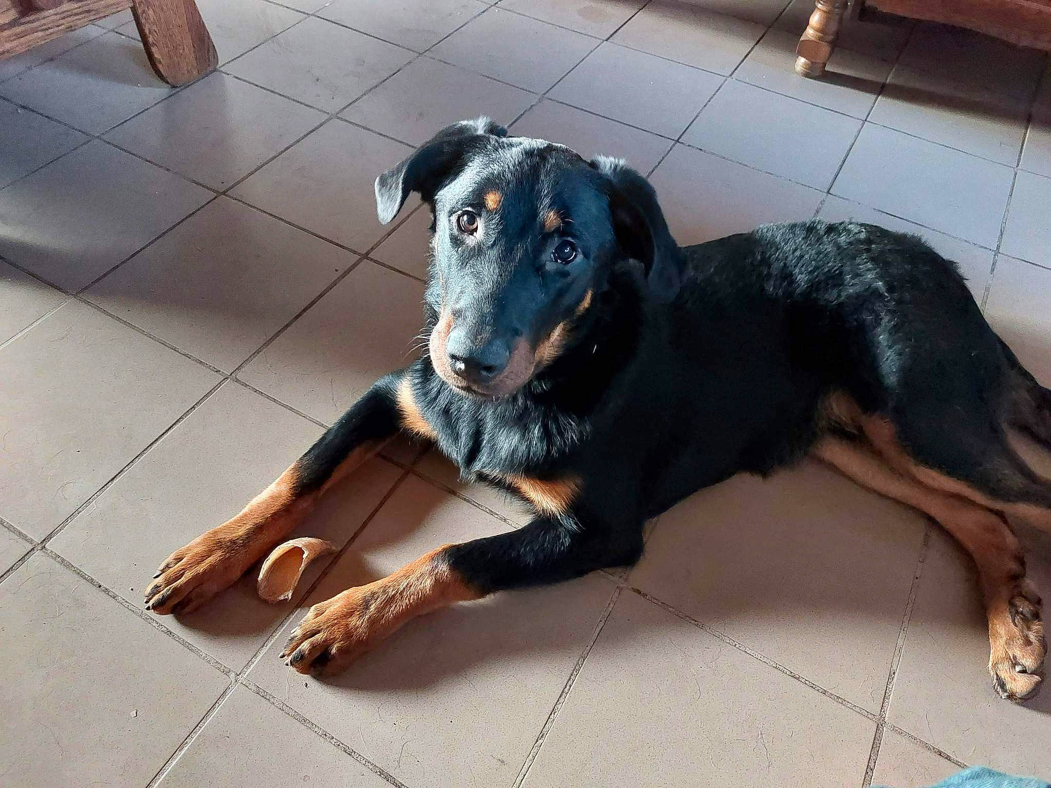 Vick a rejoint le concours — aidez-le/la à gagner de superbes lots ! canidae, carnivore, companion_dog, dog, dog_breed, floor, flooring, foot, fur, guard_dog, hunting_dog, paw, terrestrial_animal, whiskers, working_animal, working_dog