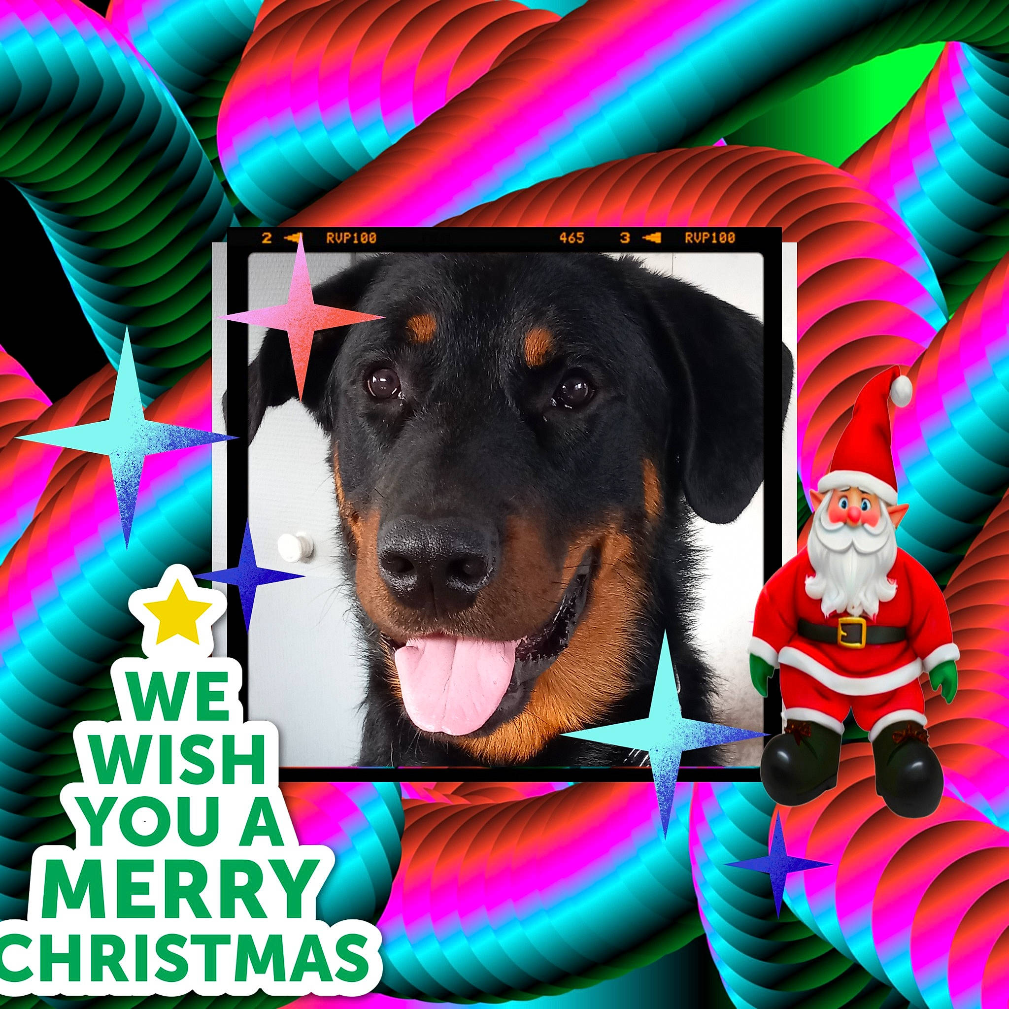 Vick a rejoint le concours — aidez-le/la à gagner de superbes lots ! art, carnivore, circle, companion_dog, dog, dog_breed, dog_supply, event, font, fun, graphic_design, graphics, green, happy, leisure, magenta, pattern, pet_supply, pink, vertebrate