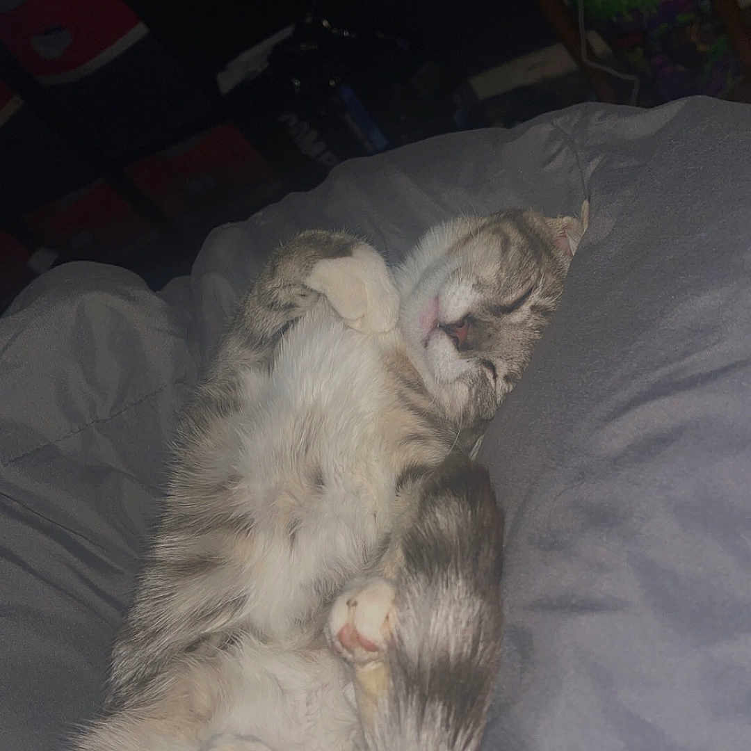 Indie joined the competition — help win amazing prizes! abyssinian, animal, bed, bedroom, blanket, cat, couch, cushion, furniture, homedecor, indoors, kitten, linen, manx, person, pet, quilt, room, siamese, sleeping