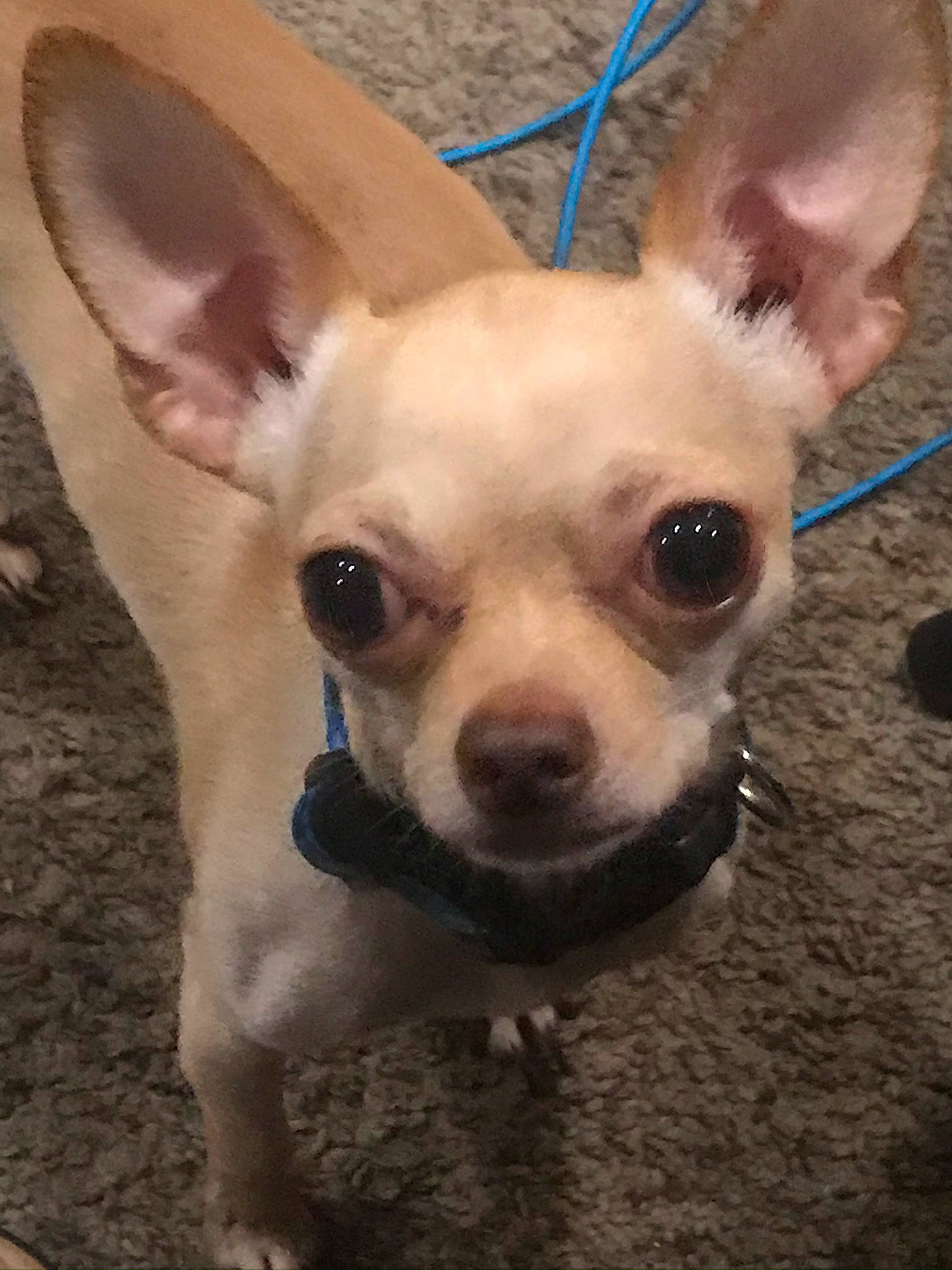 P-nut joined the competition — help win amazing prizes! canidae, carnivore, chihuahua, companion_dog, dog, dog_breed, dog_supply, ear, eye, fawn, fur, hair, head, human_body, mammal, snout, sporting_group, toy_dog, whiskers, working_animal