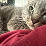 animal, calm, cat, cat_tree, close_up, cozy, domestic_cat, feline, fur, gray_tabby, green_eyes, indoor, lying_down, pet, portrait, red_blanket, relaxed, resting, soft_texture, whiskers