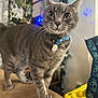 animal, beige_surface, blue_lights, cat, close_up, collar, cozy, curious, decorations, domestic_cat, feline, furniture, gray_tabby, green_lights, houseplant, indoor, pet_tag, plant, standing, whiskers