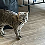Edwin Sylvester joined the competition — help win amazing prizes! animal, cat, collar, curious, domestic_cat, ears, feline, floor, fur, gray_cat, household, indoor, mammal, paws, pet, side_view, tabby, walking, whiskers, wooden_floor