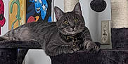 Edwin Sylvester joined the competition — help win amazing prizes! animal, art, cat, cat_tree, collar, curious, dangler, domestic_cat, furniture, gray_cat, household, indoor, looking, painting, pet, plush, relaxed, tabby, toy, wall