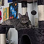 animal, art, cat, cat_tree, collar, curious, dangler, domestic_cat, furniture, gray_cat, household, indoor, looking, painting, pet, plush, relaxed, tabby, toy, wall