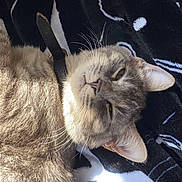 Edwin Sylvester is registered to the contest to win money with this photo: animal, black, blanket, cat, closeup, collar, cozy, cute, feline, fur, indoor, patterned_blanket, pet, portrait, relaxed, resting, sleepy, sunlight, whiskers, white