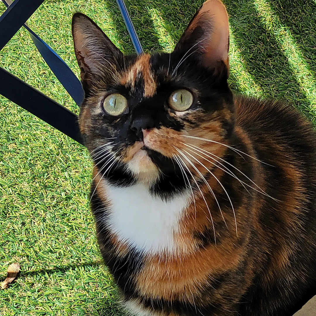 Opaline participe au concours pour gagner de l'argent avec cette photo : animal, black, brown, cat, chair, closeup, curious, feline, grass, green_eyes, metal, outdoor, paws, pet, shadow, sitting, sunlight, tortoiseshell, whiskers, white