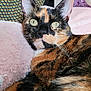cat, tortoiseshell, pet, fluffy, pillow, cushion, plush_toy, unicorn, indoor, close_up, animal, feline, whiskers, ears, fur, relaxed, alert, soft_texture, home, cozy