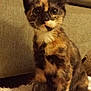 kitten, cat, tortoiseshell, pet, animal, feline, fluffy, indoor, curious, young, sitting, ears, eyes, fur, carpet, couch, home, cute, small, domestic
