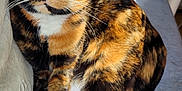Opaline a rejoint le concours — aidez-le/la à gagner de superbes lots ! cat, tortoiseshell, pet, animal, feline, fur, whiskers, ears, paws, tail, indoor, sunlight, soft_surface, relaxed, closeup, cute, mammal, domestic, resting, cozy