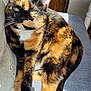 cat, tortoiseshell, pet, animal, feline, fur, whiskers, ears, paws, tail, indoor, sunlight, soft_surface, relaxed, closeup, cute, mammal, domestic, resting, cozy