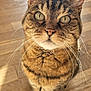 Félindra participe au concours pour gagner de l'argent avec cette photo : cat, tabby, whiskers, ears, floor, wooden_floor, pet, animal, feline, close_up, curious, indoor, brown, striped, cute, fur, eyes, sitting, portrait, sunlight