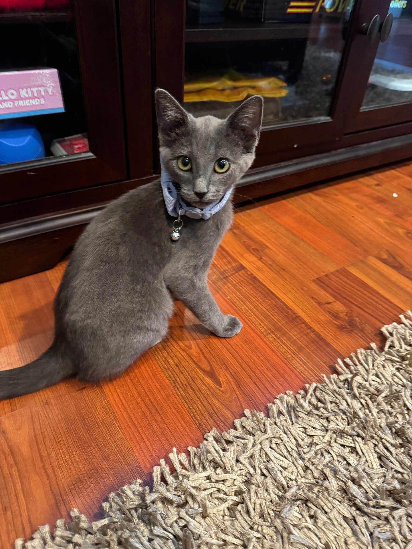 Smoky is registered to the contest to win money with this photo: cat, gray_cat, pet, indoor, wooden_floor, rug, collar, bell, cabinet, furniture, curious, looking_back, home, flooring, domestic_animal, whiskers, ears, eyes, sitting, feline