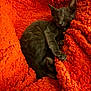 Smoky is registered to the contest to win money with this photo: cat, kitten, sleeping, gray_fur, orange_blanket, cozy, pet, animal, cute, resting, paw, texture, comfort, indoor, fur, relaxation, soft, claw, nap, adorable
