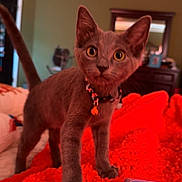 Smoky is registered to the contest to win money with this photo: kitten, cat, pet, animal, indoor, blanket, orange, collar, bell, feline, curious, cute, young, fur, whiskers, paw, bedroom, home, furniture, soft