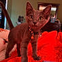 kitten, cat, pet, animal, indoor, blanket, orange, collar, bell, feline, curious, cute, young, fur, whiskers, paw, bedroom, home, furniture, soft