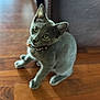Smoky is registered to the contest to win money with this photo: cat, gray_cat, pet, animal, wood_floor, furniture, indoor, collar, curious, sitting, yellow_eyes, head_tilt, domestic_cat, feline, young_cat, cute, whiskers, ears, flooring, household
