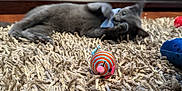 Smoky is registered to the contest to win money with this photo: kitten, cat, toy_mouse, carpet, shaggy_rug, playful, indoor, wooden_cabinet, furniture, blurred_background, pet, animal, gray_cat, paw, lying_down, floor, home, cute, small, domestic_cat