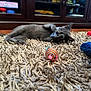 kitten, cat, toy_mouse, carpet, shaggy_rug, playful, indoor, wooden_cabinet, furniture, blurred_background, pet, animal, gray_cat, paw, lying_down, floor, home, cute, small, domestic_cat