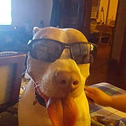 Venus is registered to the contest to win money with this photo: dog, sunglasses, tongue_out, indoor, blanket, pet, animal, cute, playful, hand, cozy, furniture, living_room, canine, collar, brown, white, domestic_animal, companion, relaxed