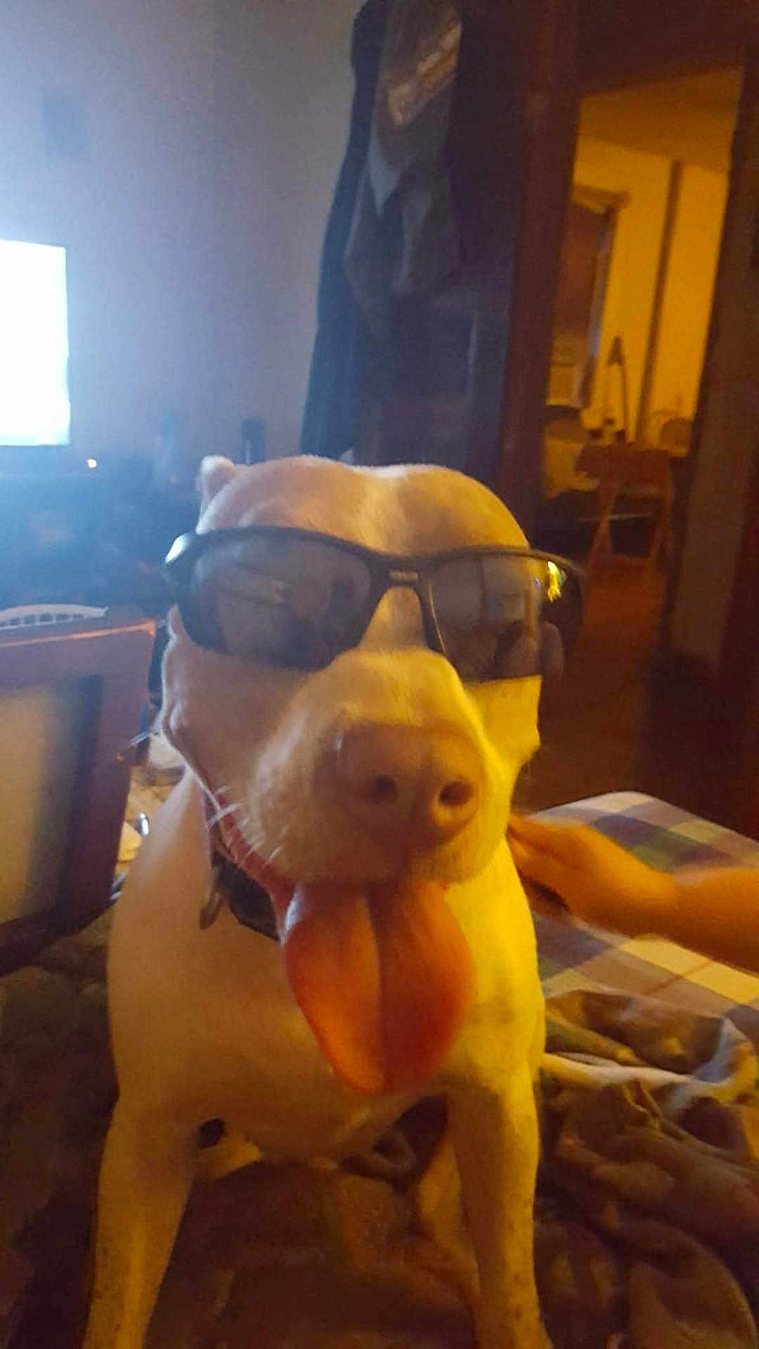 Venus is registered to the contest to win money with this photo: dog, sunglasses, tongue_out, indoor, blanket, pet, animal, cute, playful, hand, cozy, furniture, living_room, canine, collar, brown, white, domestic_animal, companion, relaxed