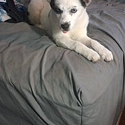 Buddy is registered to the contest to win money with this photo: puppy, dog, husky, fluffy, white_fur, black_fur, blue_eye, mismatched_eyes, pointed_ears, open_mouth, lying_down, bed, blanket, bedroom, stuffed_animal, cozy, portrait, indoor, pet, cute